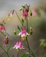 Sweet Pink Columbine