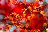 Autumn Scenes