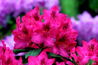 Hot Pink