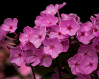 Just Pink