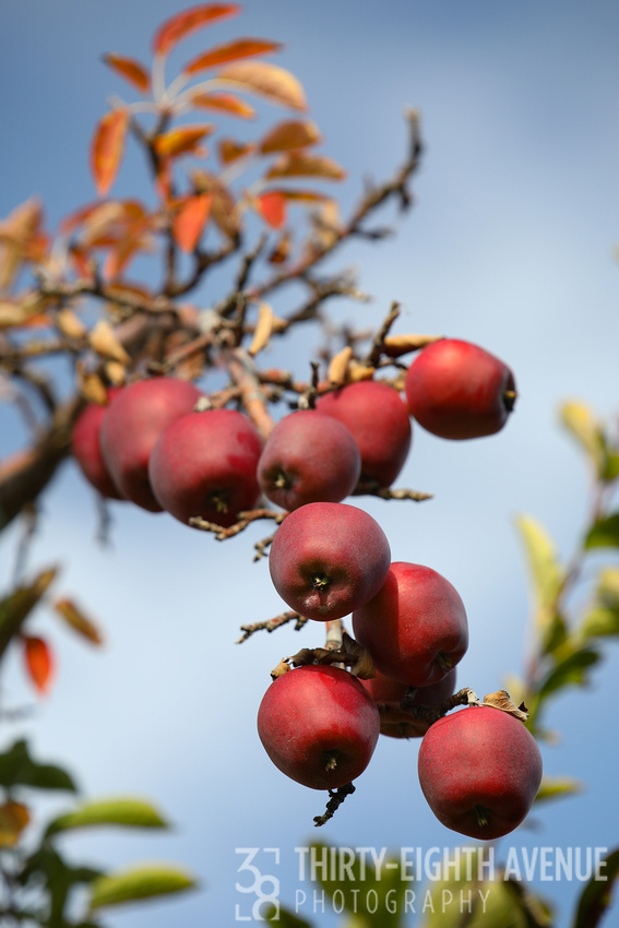 Red Apples Blue Sky