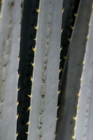 Spike Edge Elegance