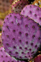 Purple Cactus