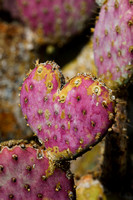 Cactus Heart