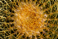 Cactus Nest