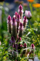 Pink Spikes