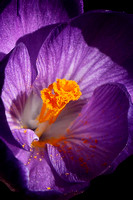 Botanical